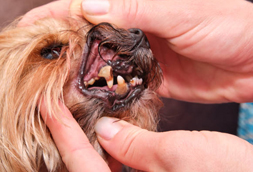 Greer Dog Dentist