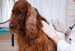 Dog Vaccinations in Matthews