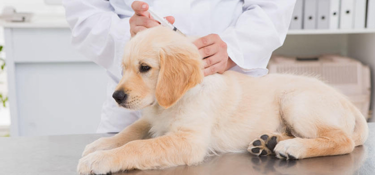 dog vaccination hospital in High Point