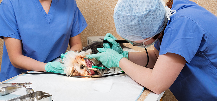 Greenwood animal hospital veterinary surgery