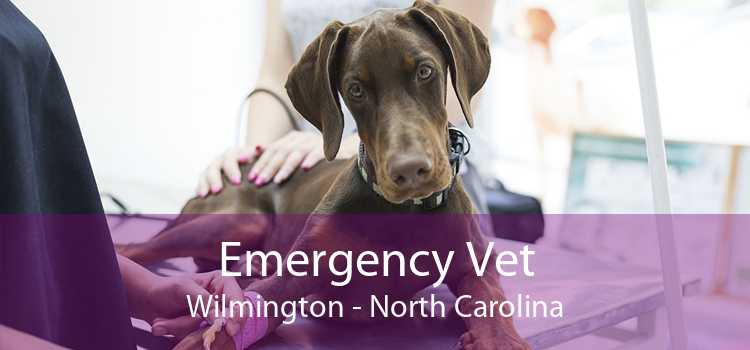 Emergency Vet Wilmington - 24 Hour Emergency Vet Near Me