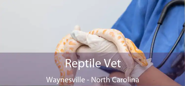 Reptile Vet Waynesville - North Carolina