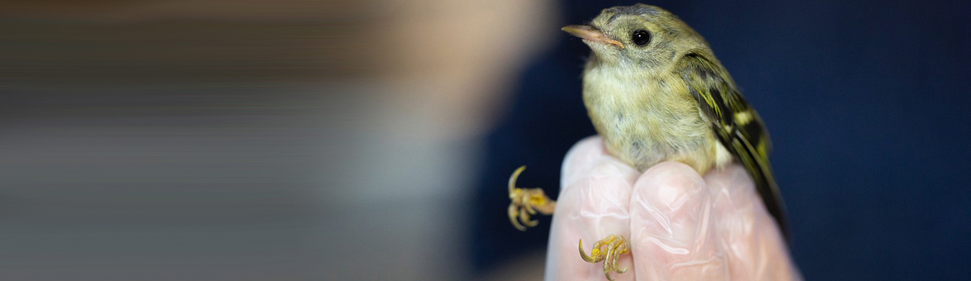 Bird Vet Raleigh - Emergency Exotic Avian Vet Near Me